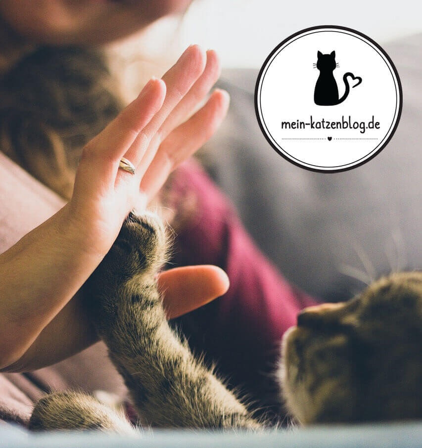 Katzenblog