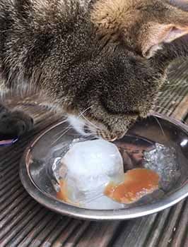 Katze Eiswürfel