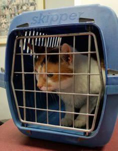 katze hechelt stress