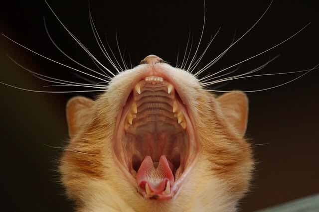 Katze hat Mundgeruch