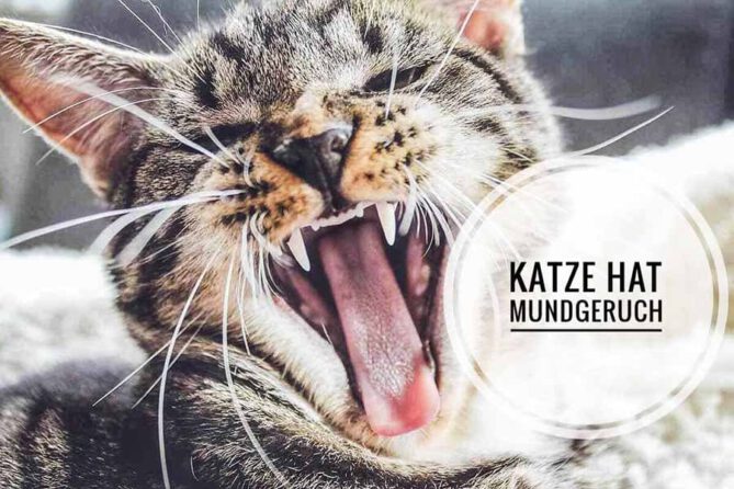 katze mundgeruch