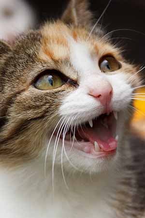 Katze Mundgeruch Zahnwechsel