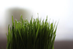 Katzengras Pflege Tipps