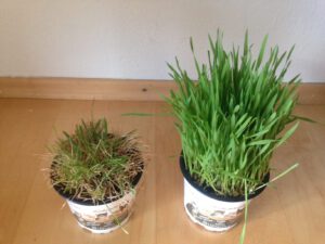 katzengras geht ein pflege