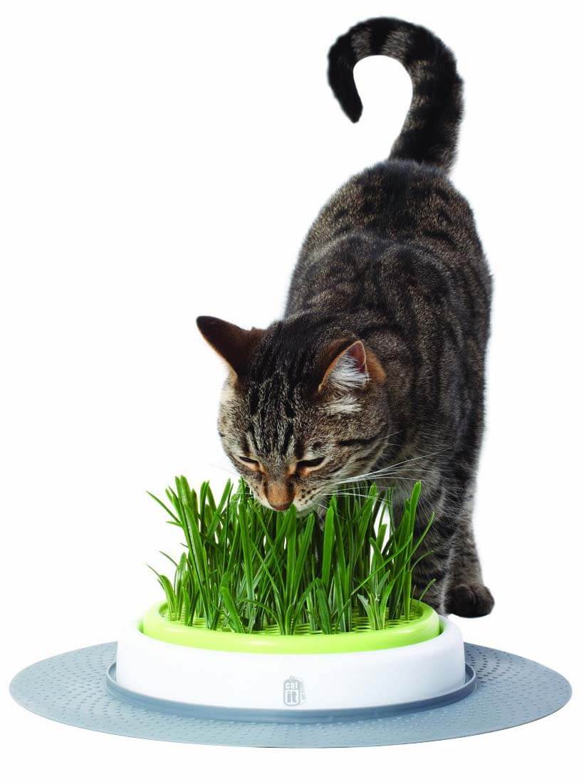 Katzengras Pflege Tipps