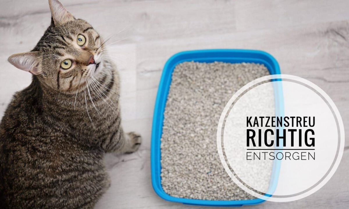 Katzenstreu In welche Tonne gehört Streu wirklich?