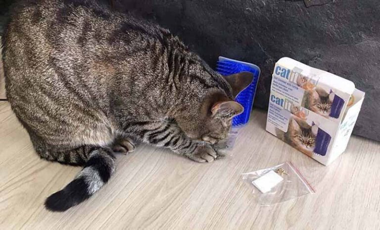 Wie Merke Ich Ob Meine Katze Fieber Hat