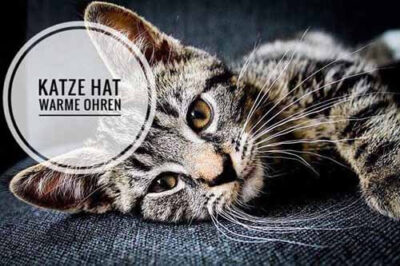 Katze Hat Warme Ohren