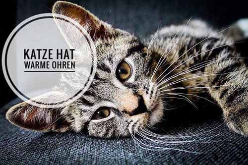 Katze Hat Warme Heiße Ohren Symptom Für Fieber