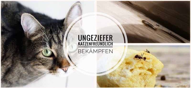 Katzen Im Haushalt Silberfische Ameisen Co Bekampfen 2020