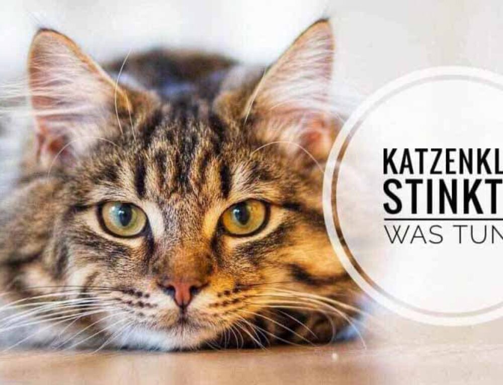 ᐅ Welches Katzenstreu kann man in der Toilette Test 2022