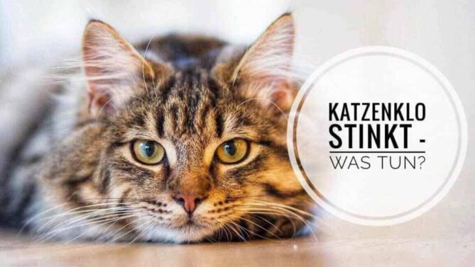 Katzenklo stinkt