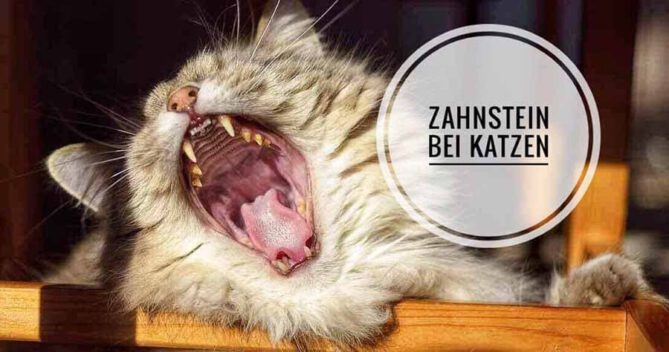 zahnstein bei Katzen