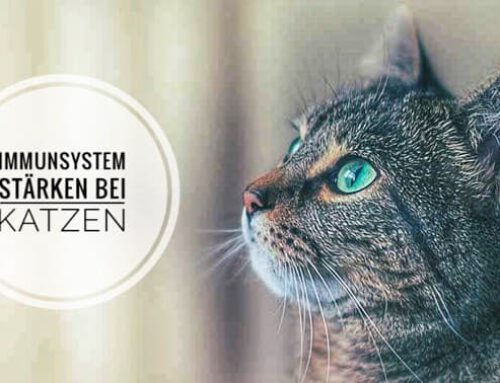 Wie stärke ich das Immunsystem meiner Katze? Tipps & Erfahrungen!