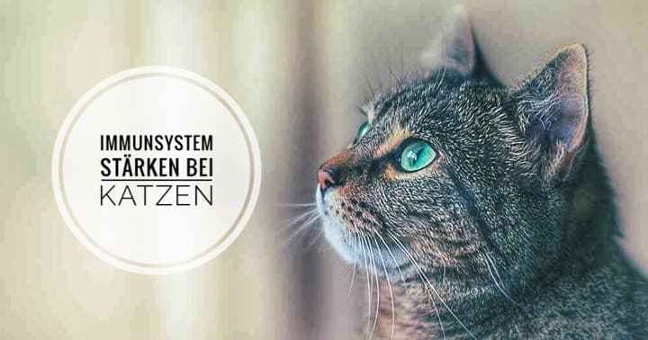 Katze Immunsystem stärken