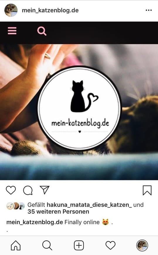 instagram-mein-katzenblog