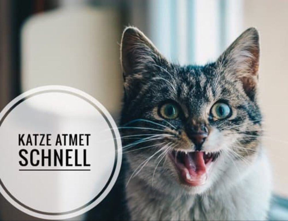 5 Gründe, warum Deine Katze hechelt! Hecheln als Symptom?