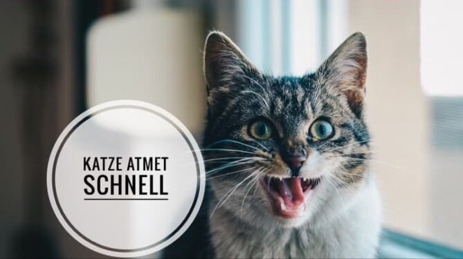 katze atmet schnell