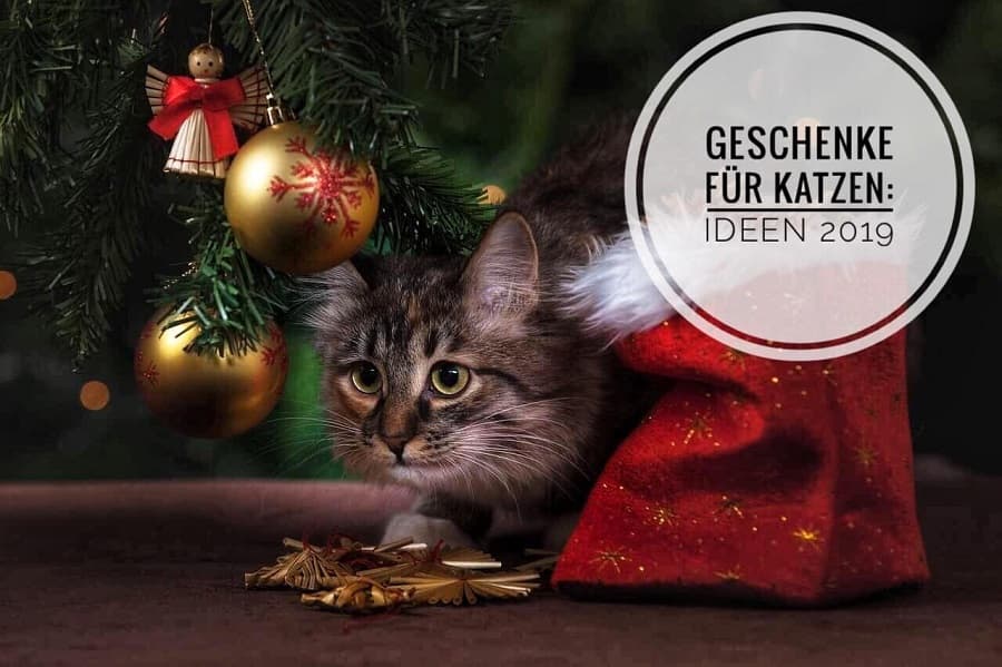 geschenke für katzen