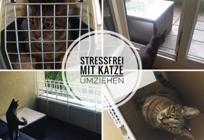 Umzug mit Katze