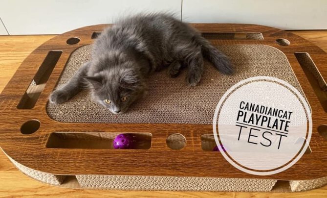 canadiancat playplate kratzbrett test