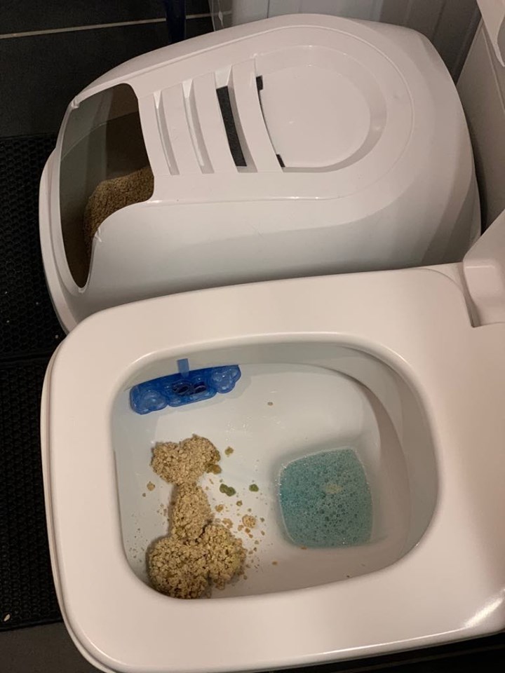 katzenstreu toilette entsorgen test