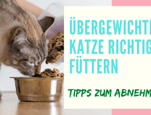 Übergewichtige Katze richtig füttern: Tipps