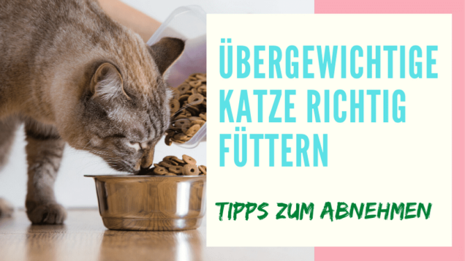 bergewichtige katze richtig füttern