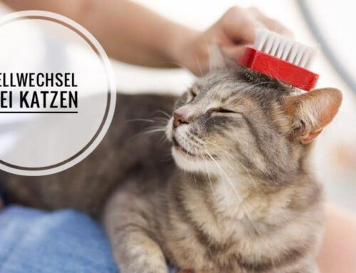 Wann wechselt eine Katze ihr Fell? So kannst Du sie aktiv beim Fellwechsel unterstützen!