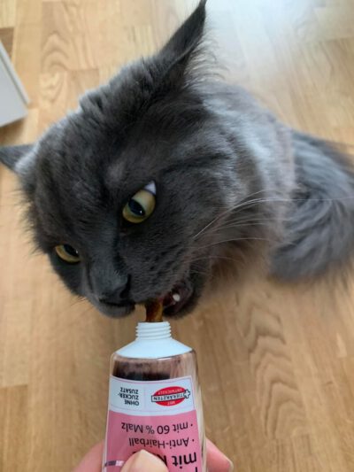 Malzpaste für Katzen schädlich oder sinnvoll? Test 2023