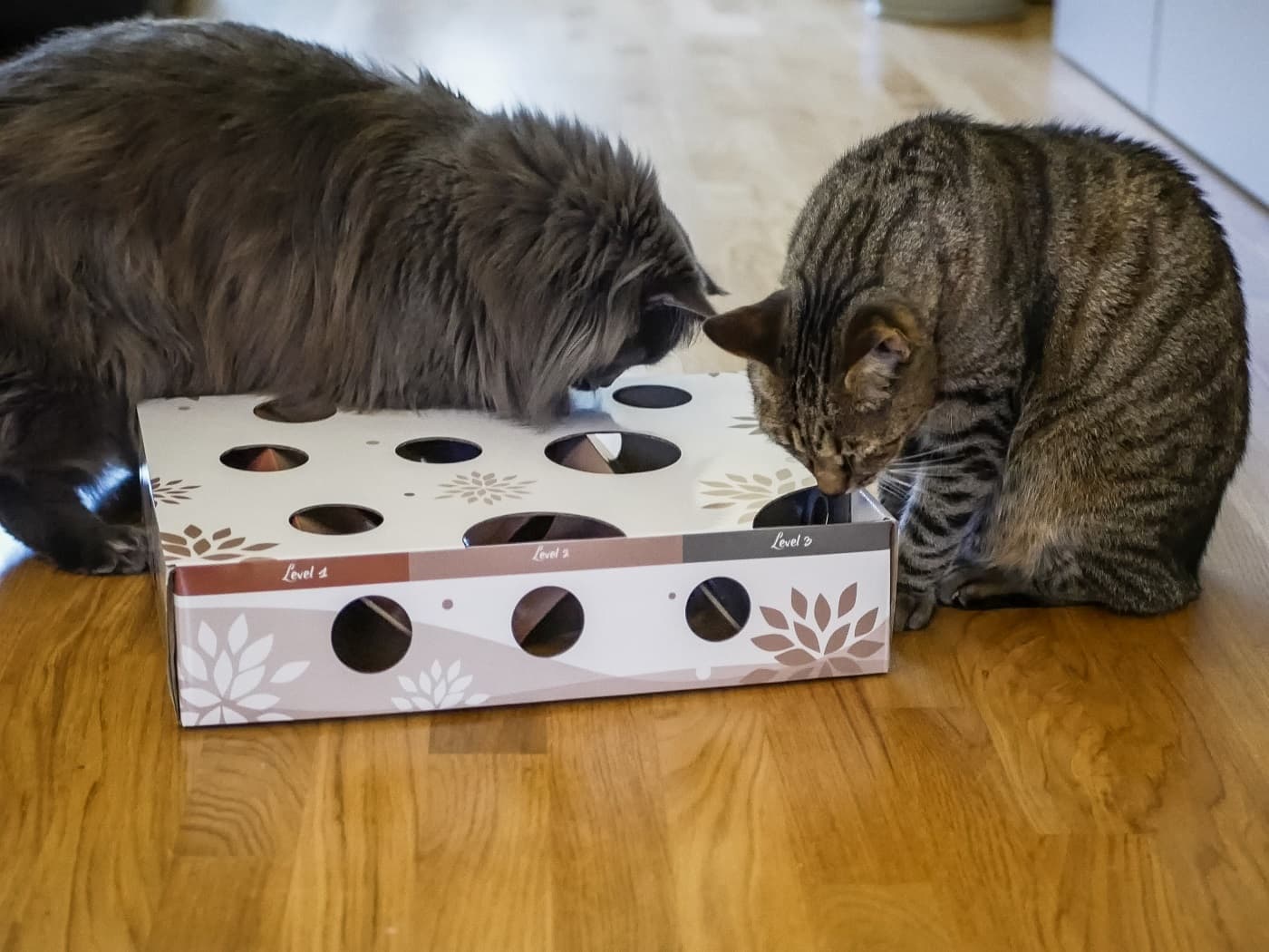 suchspiel magicbox katzen