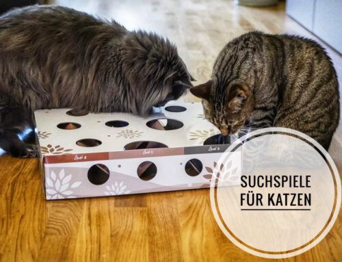 Top 4 Suchspiele für Katzen: Beschäftigung durch Denkarbeit