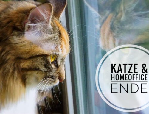 Homeoffice-Ende: Katze sanft wieder umgewöhnen