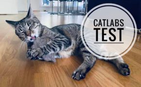catlabs nachhaltiges katzenspielzeug test