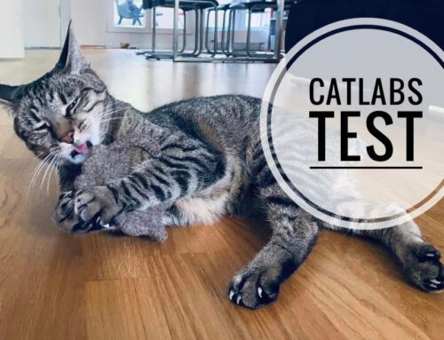 Catlabs nachhaltiges Katzenspielzeug: Test & Erfahrungen