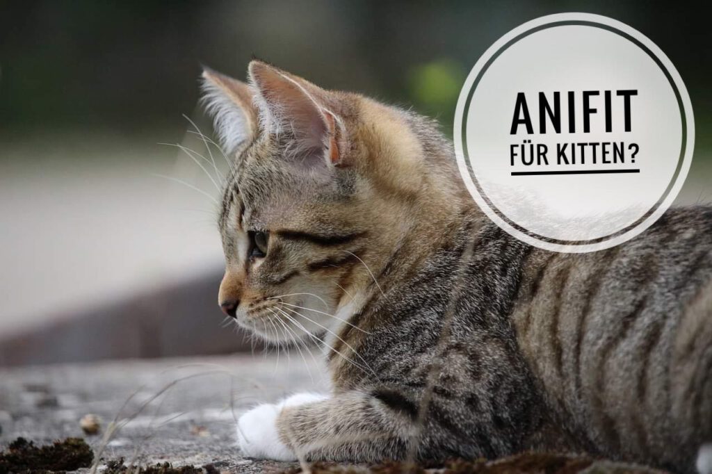 anifit kitten katzenfutter