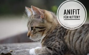 anifit kitten katzenfutter