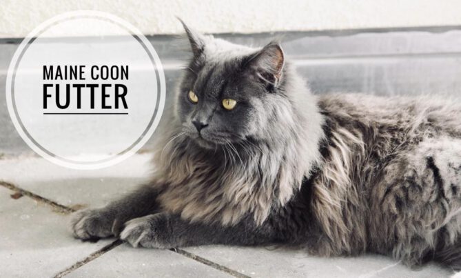 maine coon futter