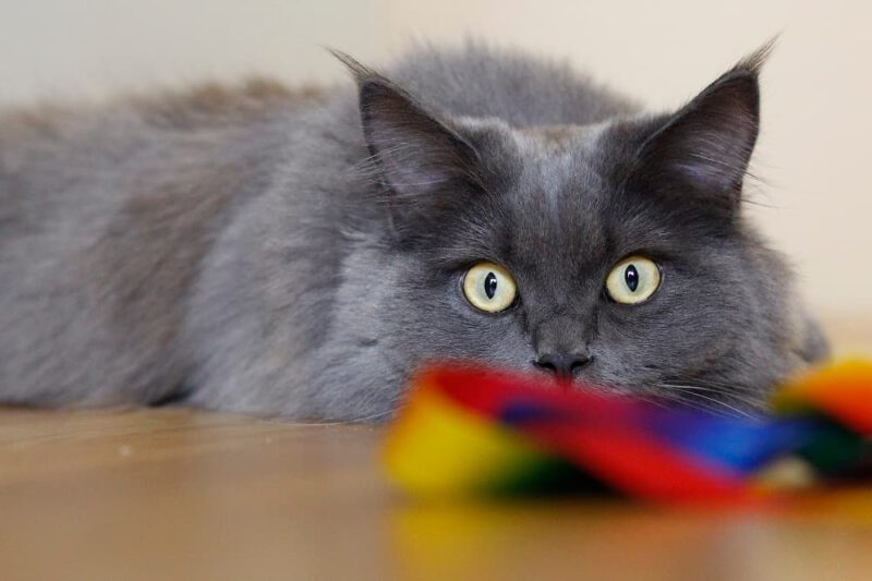Maine Coon Lebenserwartung So alt werden sie wirklich!