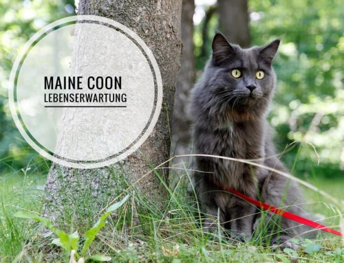 Maine Coon Lebenserwartung – wie alt werden sie im Schnitt?