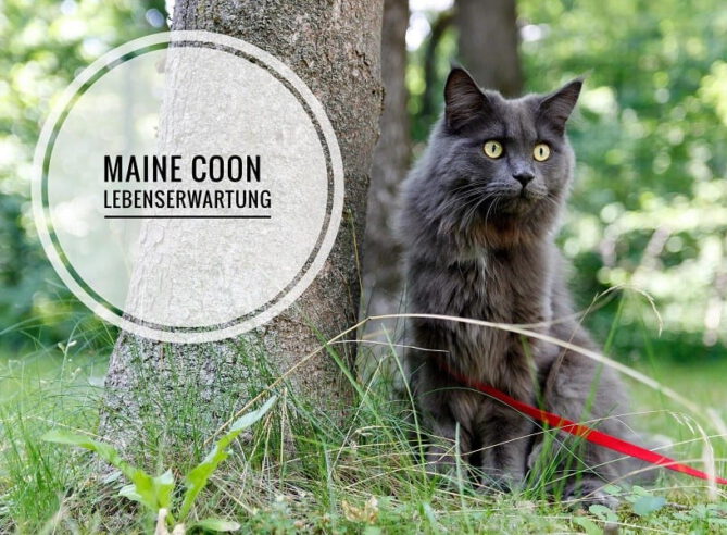 maine coon lebenserwartung