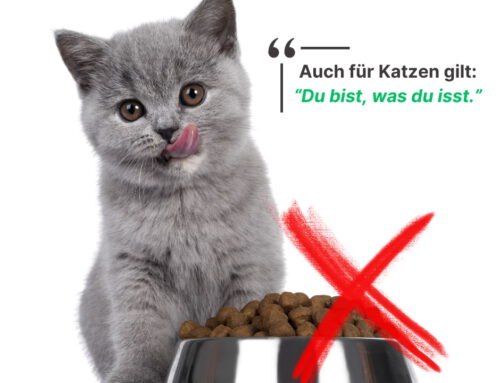 80 Prozent füttern ihre Katzen falsch