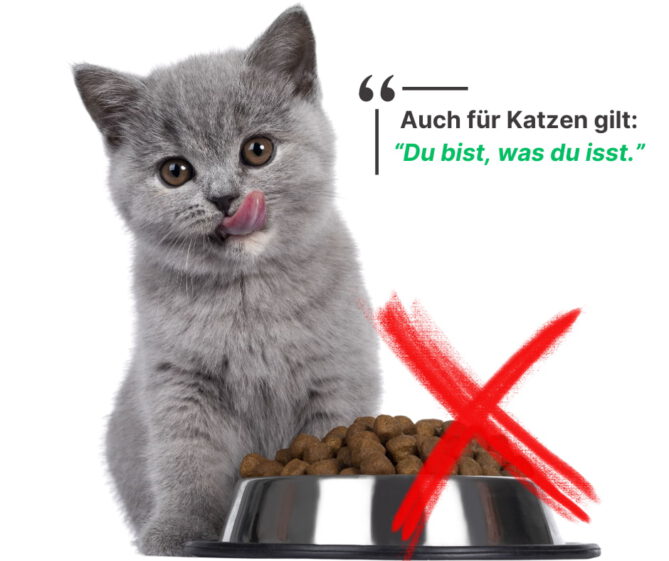 80 prozent füttern ihre katze falsch