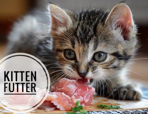 Brauchen Kitten wirklich spezielles Kittenfutter?