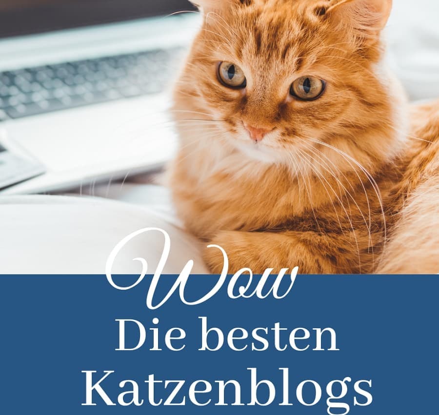 beste katzenblogs