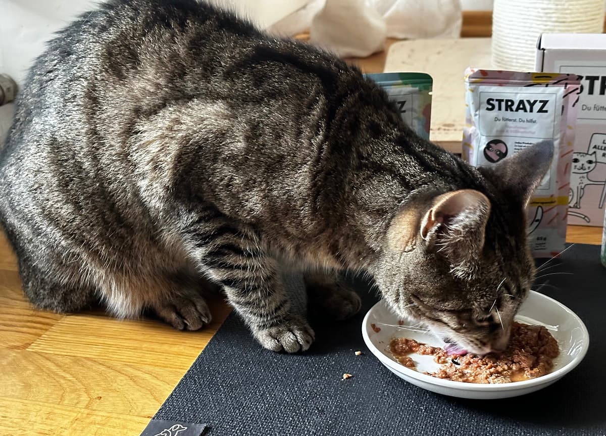 strayz katzenfutter test erfahrungen